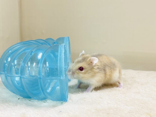 宝石のようなキラキラな赤い目❤️ルビーアイハムスター(男の子) ドワーフハムスターの1種