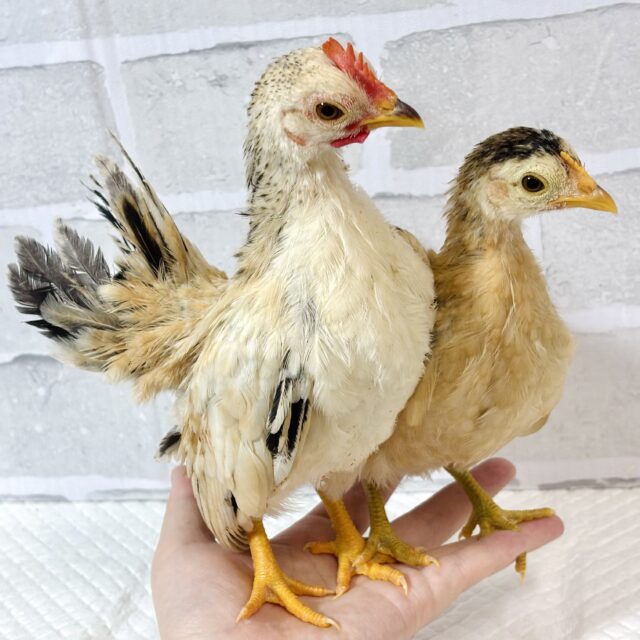 セラマ 中ビナ 🐥🐥🐥 セラマ