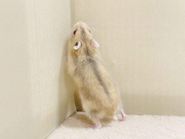 宝石のようなキラキラな赤い目❤️ルビーアイハムスター(男の子) ドワーフハムスターの1種