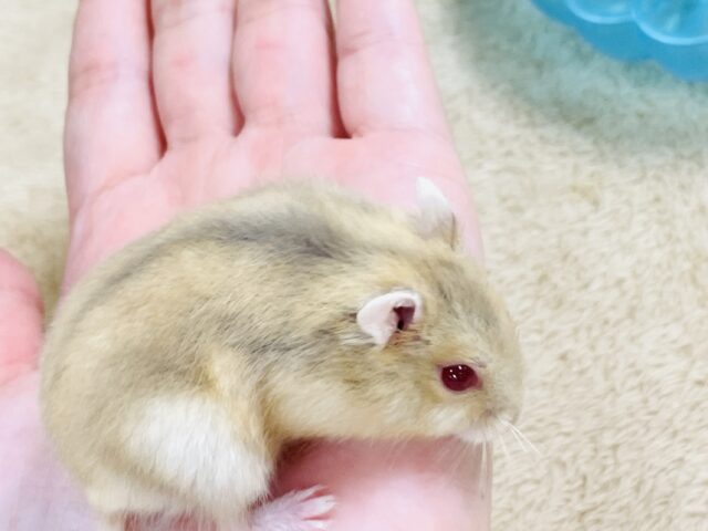 宝石のようなキラキラな赤い目❤️ルビーアイハムスター(男の子) ドワーフハムスターの1種