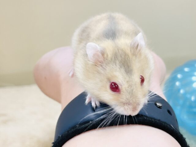 宝石のようなキラキラな赤い目❤️ルビーアイハムスター(男の子) ドワーフハムスターの1種