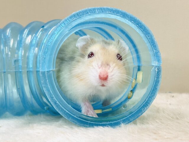宝石のようなキラキラな赤い目❤️ルビーアイハムスター(男の子) ドワーフハムスターの1種