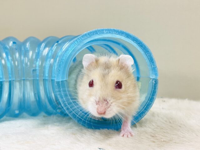 宝石のようなキラキラな赤い目❤️ルビーアイハムスター(男の子) ドワーフハムスターの1種