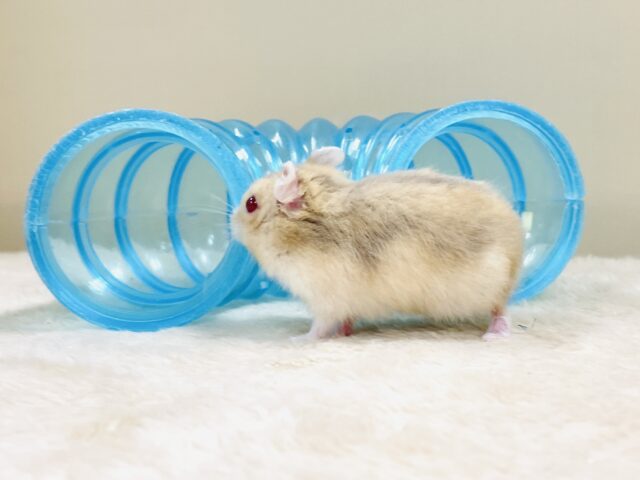 宝石のようなキラキラな赤い目❤️ルビーアイハムスター(男の子) ドワーフハムスターの1種