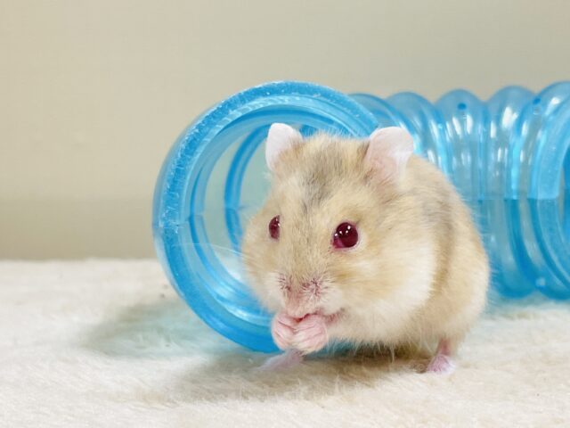 宝石のようなキラキラな赤い目❤️ルビーアイハムスター(男の子) ドワーフハムスターの1種