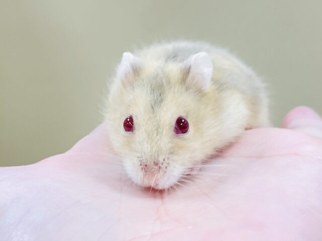 宝石のようなキラキラな赤い目❤️ルビーアイハムスター(男の子) ドワーフハムスターの1種