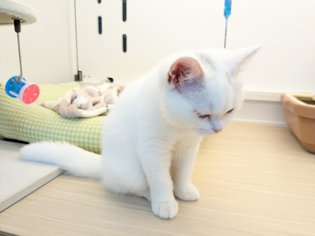 スコティッシュフォールド