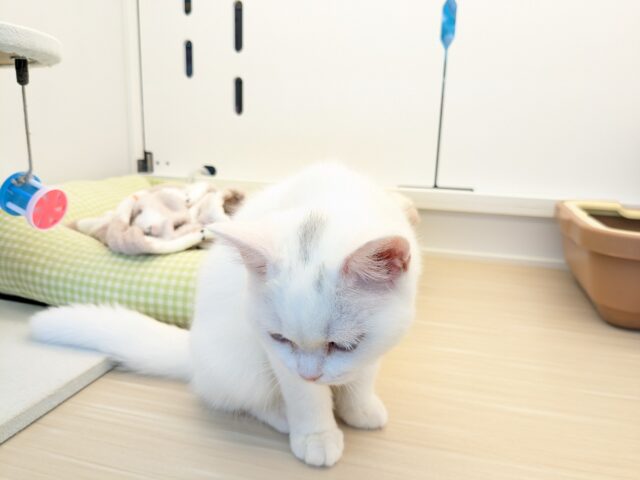 スコティッシュフォールド