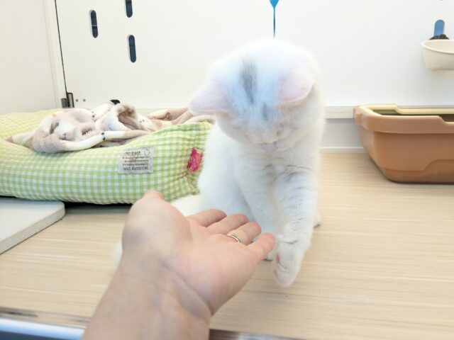 スコティッシュフォールド