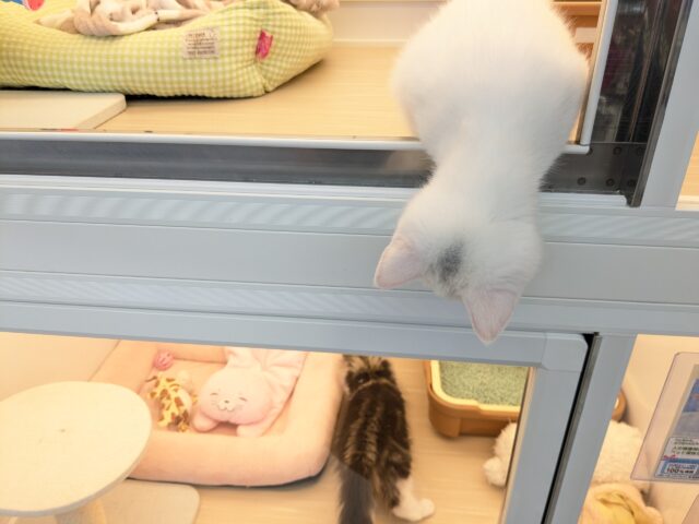 スコティッシュフォールド