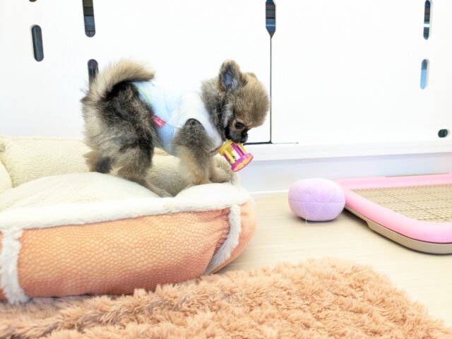 ポメチー（ポメチワ）