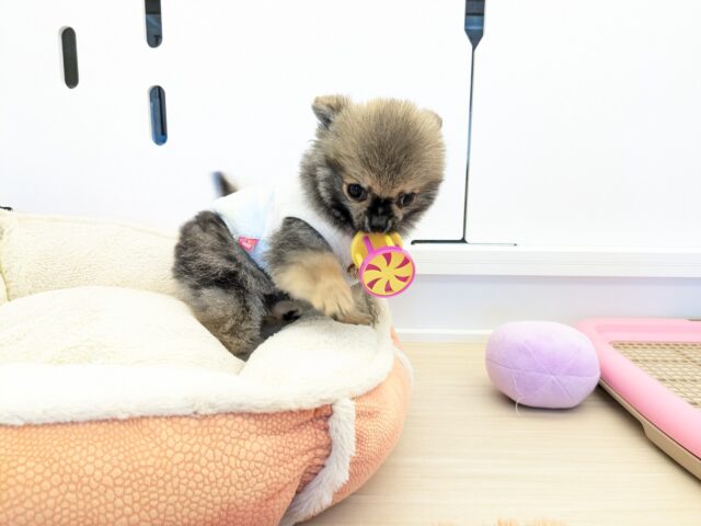 ポメチー（ポメチワ）