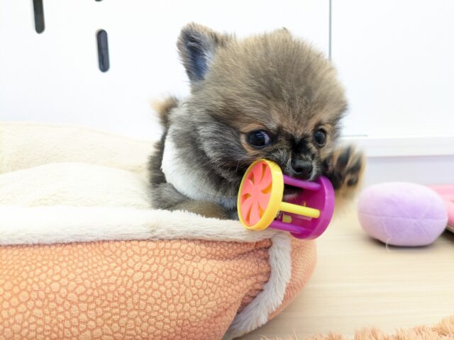 ポメチー（ポメチワ）