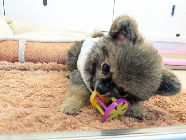 ポメチー（ポメチワ）