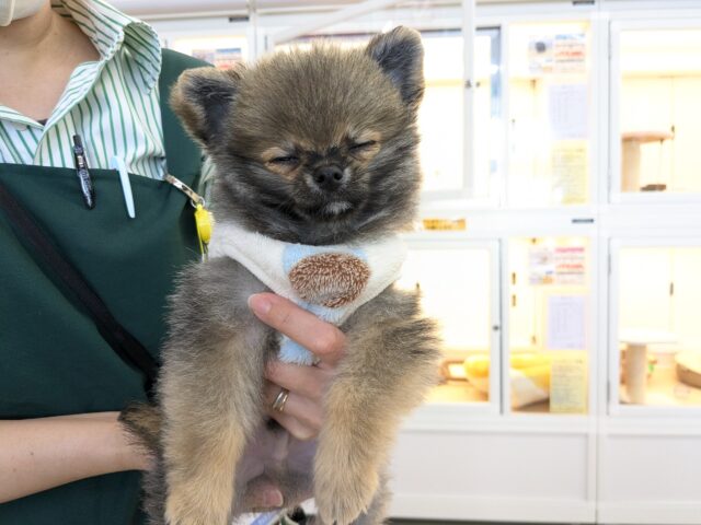 ポメチー（ポメチワ）