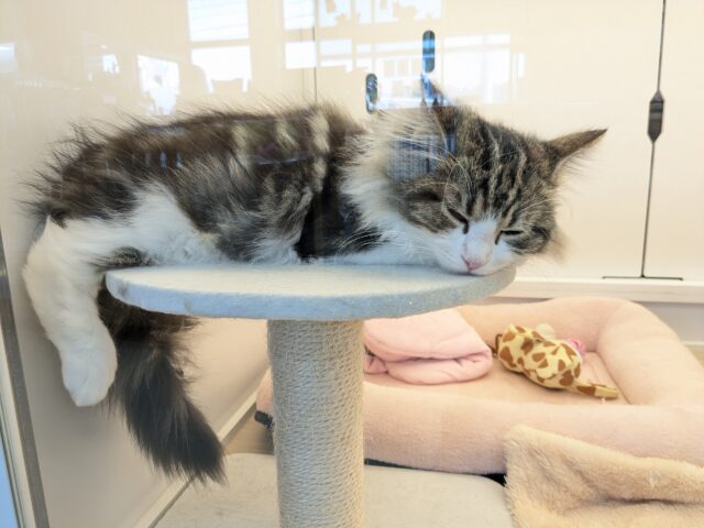 ノルウェージャンフォレストキャット