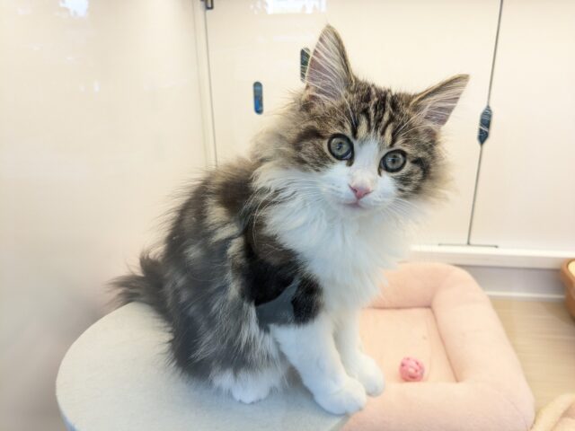 ノルウェージャンフォレストキャット