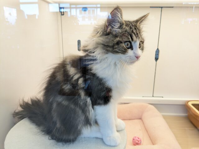 ノルウェージャンフォレストキャット