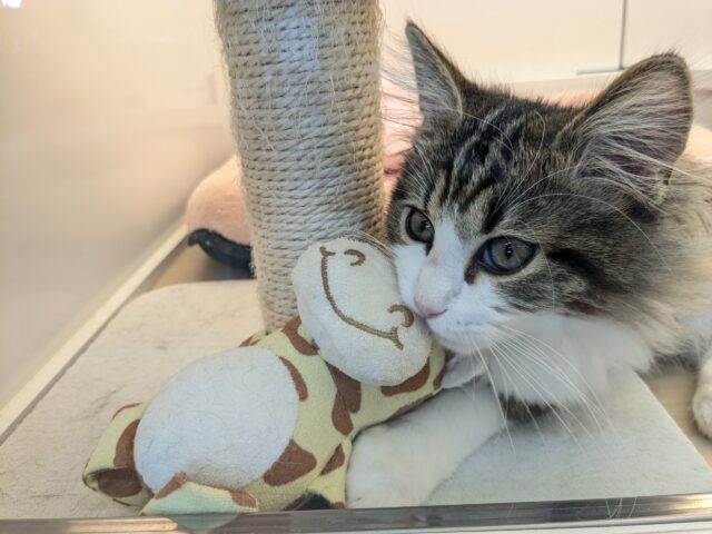 ノルウェージャンフォレストキャット