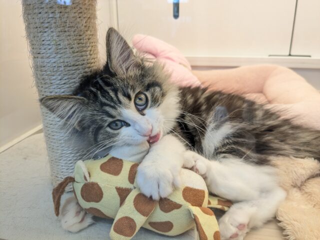 ノルウェージャンフォレストキャット