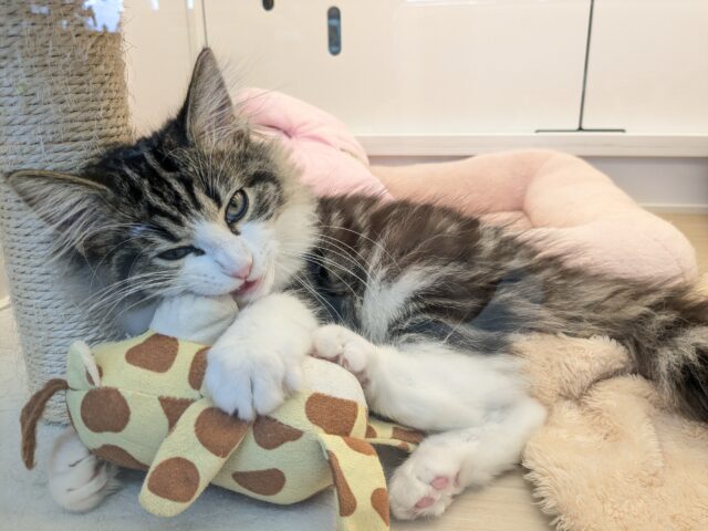 ノルウェージャンフォレストキャット