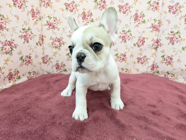 フレンチブルドッグ
