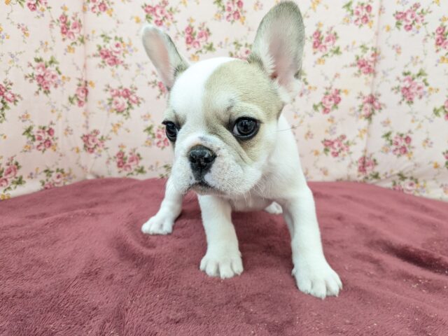 フレンチブルドッグ