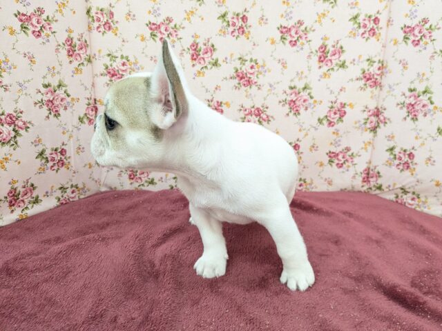 フレンチブルドッグ