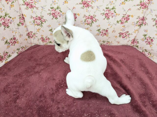 フレンチブルドッグ