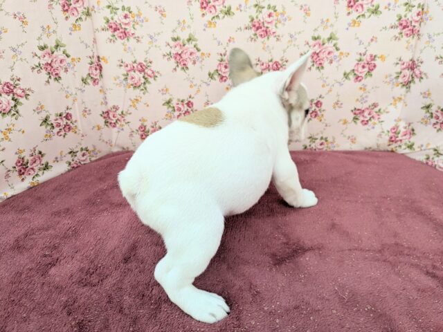 フレンチブルドッグ