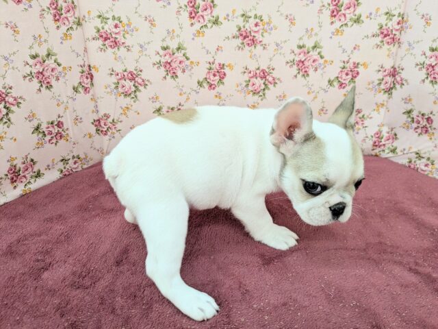 フレンチブルドッグ