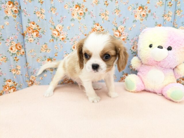 キャバリア・キングチャールズ・スパニエル