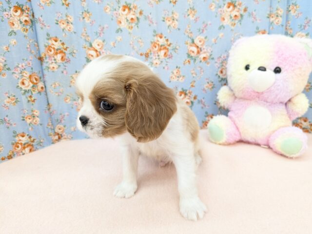 キャバリア・キングチャールズ・スパニエル