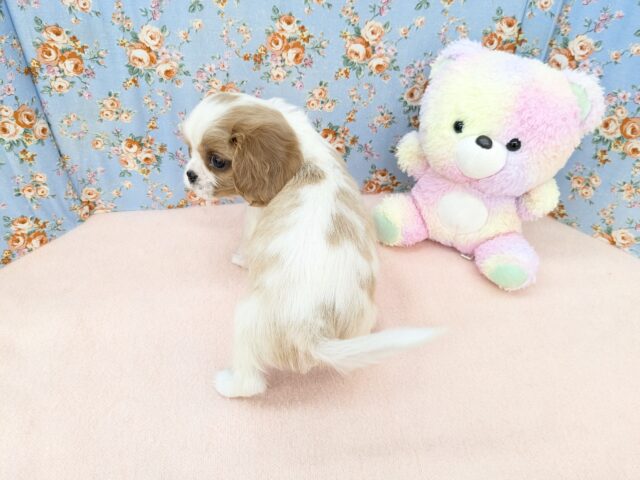 キャバリア・キングチャールズ・スパニエル