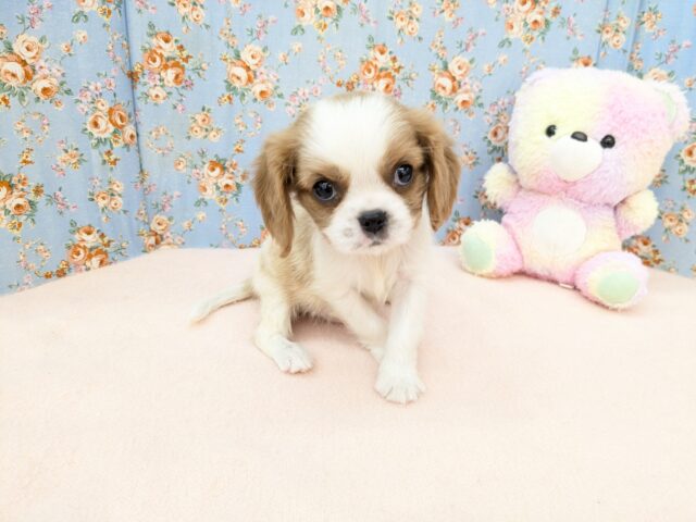 キャバリア・キングチャールズ・スパニエル