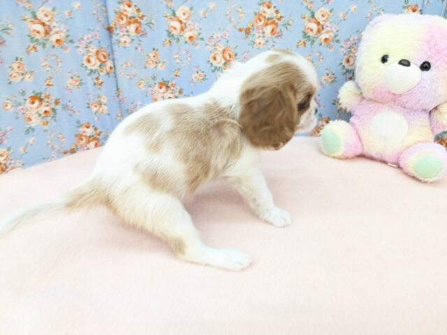 キャバリア・キングチャールズ・スパニエル