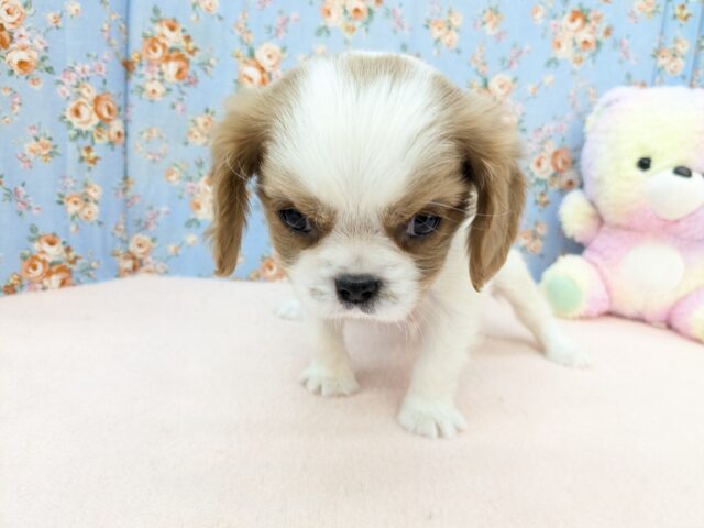 キャバリア・キングチャールズ・スパニエル