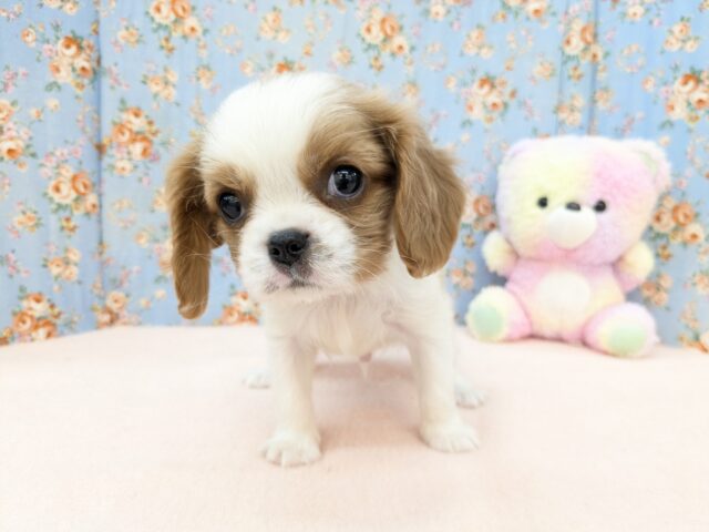 キャバリア・キングチャールズ・スパニエル