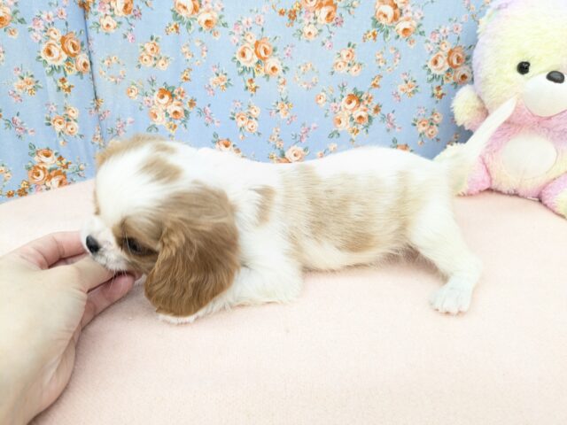 キャバリア・キングチャールズ・スパニエル