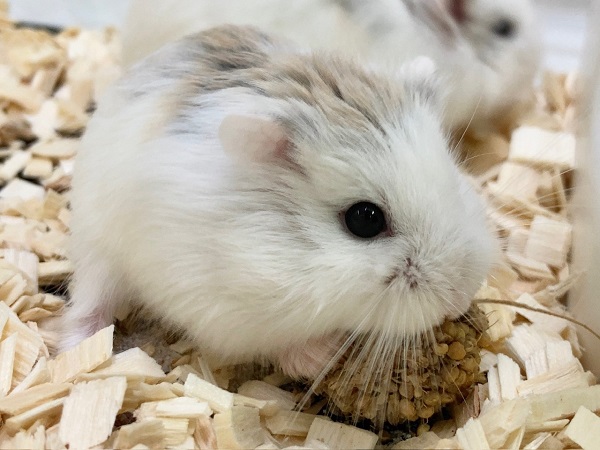 ロボロフスキーハムスター