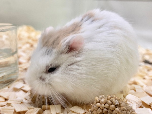 ロボロフスキーハムスター