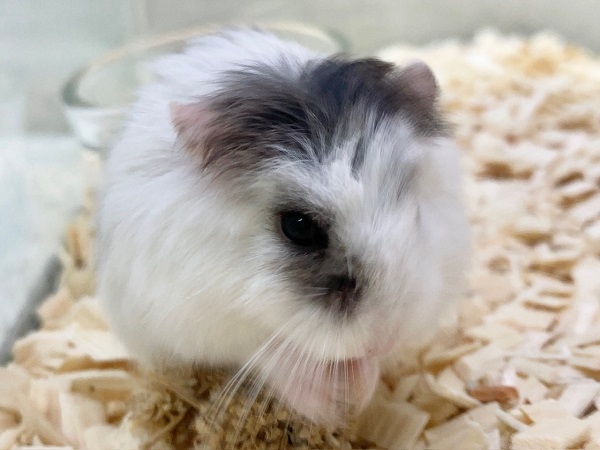 ロボロフスキーハムスター