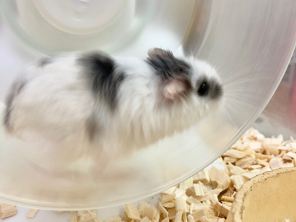 ロボロフスキーハムスター