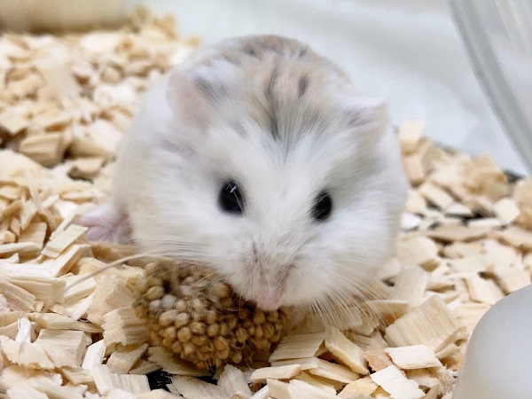 ロボロフスキーハムスター