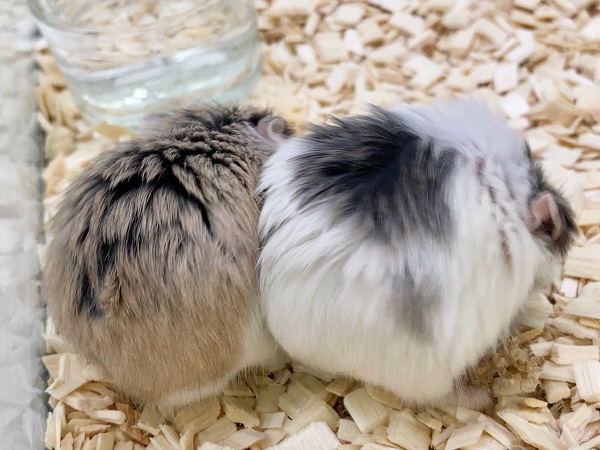 ロボロフスキーハムスター