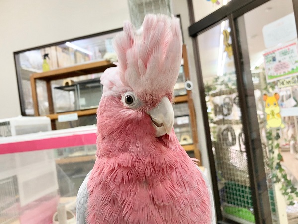 🌟最新画像🌟 モモイロインコ(女の子) 乗りたがりなBIGガール!一緒に遊んで~! モモイロインコ