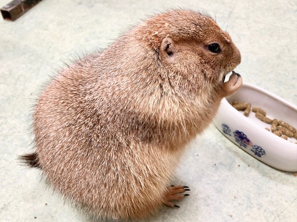 プレーリードッグ