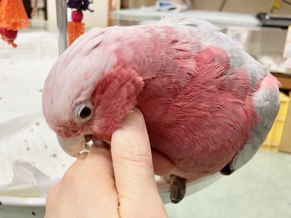 🌟最新画像🌟 モモイロインコ(女の子) 乗りたがりなBIGガール!一緒に遊んで~! モモイロインコ