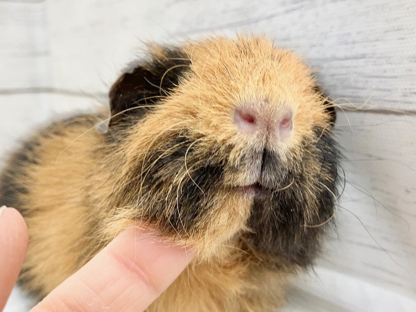 テディモルモット