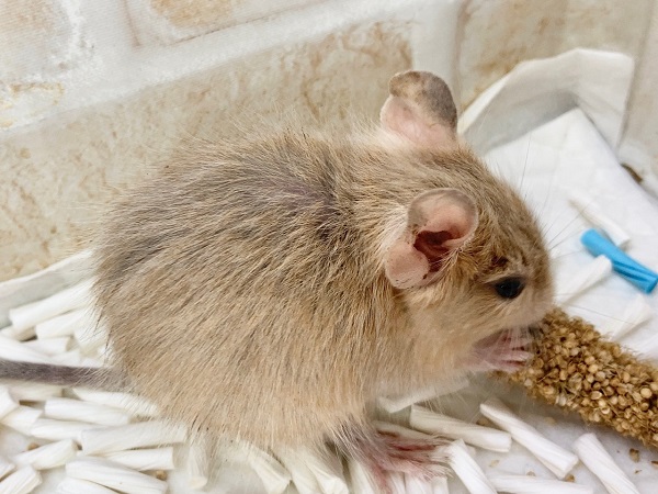 デグー(サンド) 男の子 久しぶりの人気カラーさんが来ました! デグー